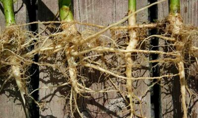 Raíces de cáñamo anticancerígenas