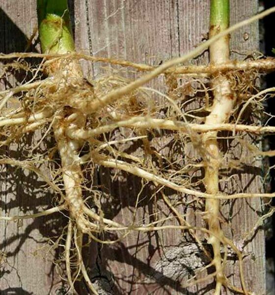 Raíces de cáñamo anticancerígenas