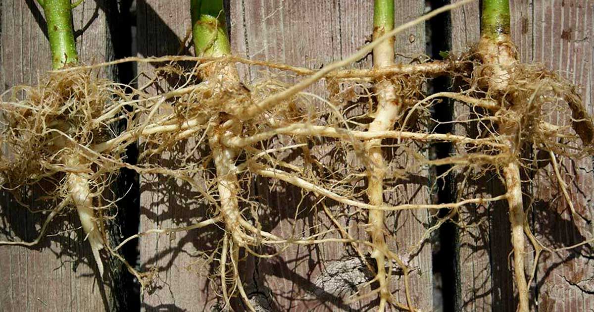 Raíces de cáñamo anticancerígenas