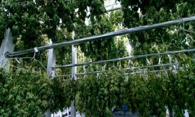 Fin del monopolio de Bedrocan