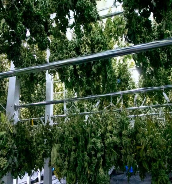 Fin del monopolio de Bedrocan