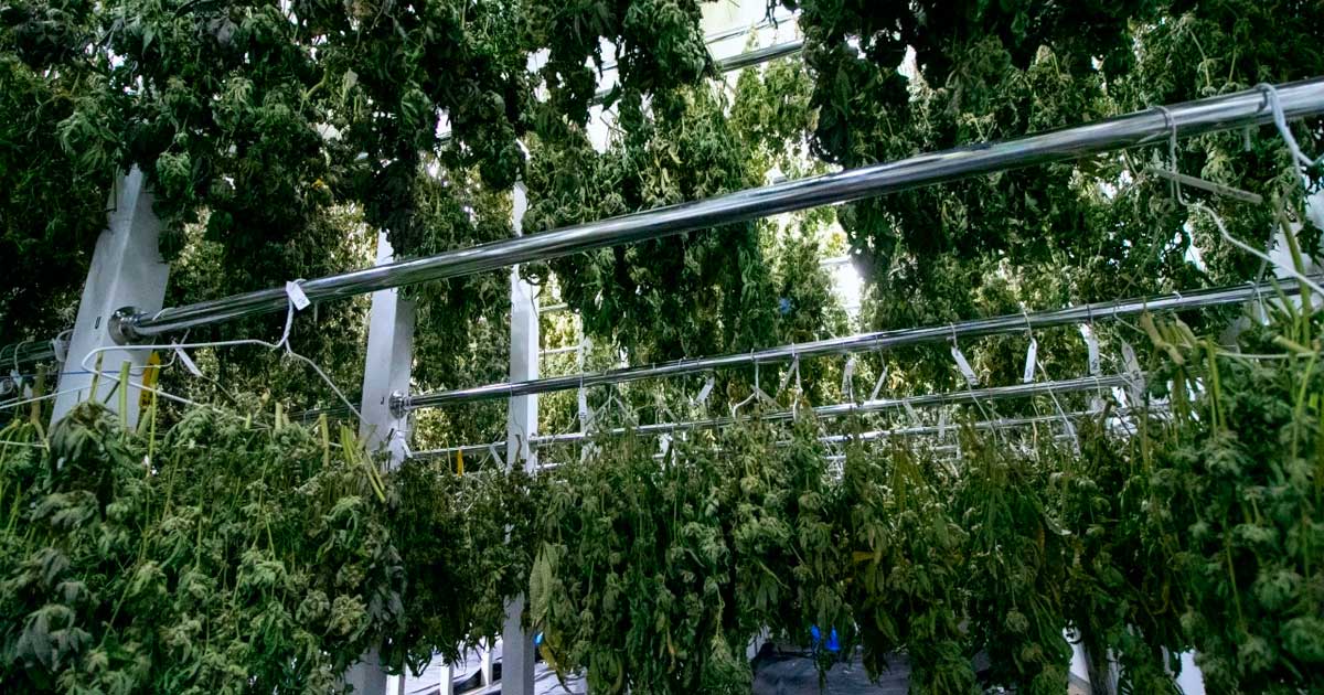 Fin del monopolio de Bedrocan