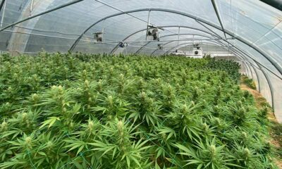 Francia sacrifica su sector CBD