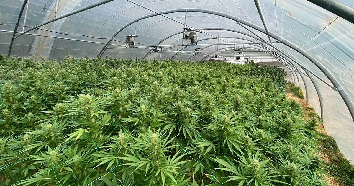 Francia sacrifica su sector CBD