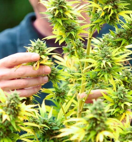 Éxito de la legalización del cannabis en Francia