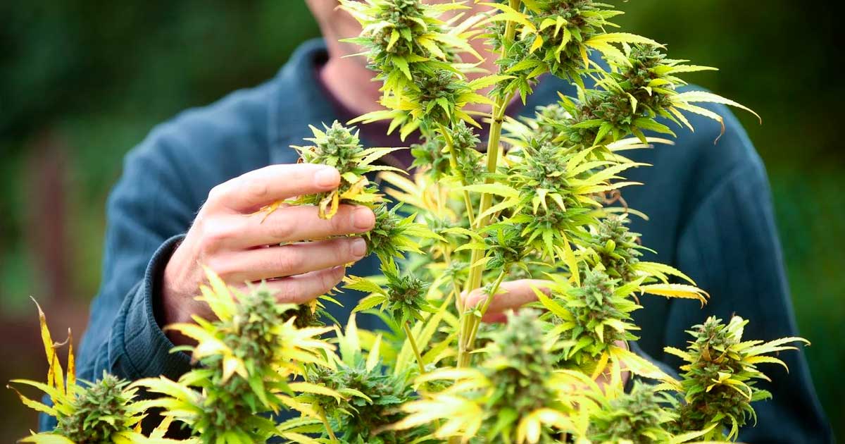Éxito de la legalización del cannabis en Francia