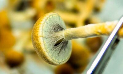 Producción de psicodélicos en EE.UU. en 2026