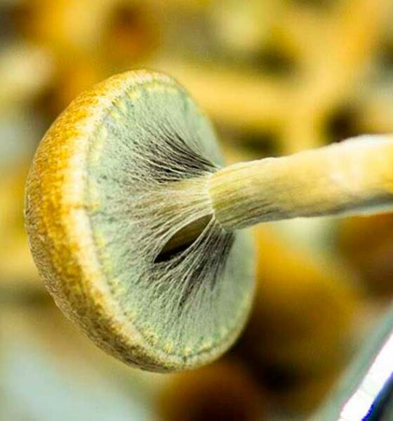 Producción de psicodélicos en EE.UU. en 2026