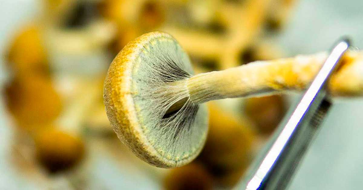 Producción de psicodélicos en EE.UU. en 2026