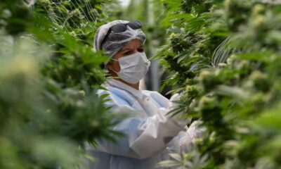 Mercado del cannabis legal en Uruguay en 2025