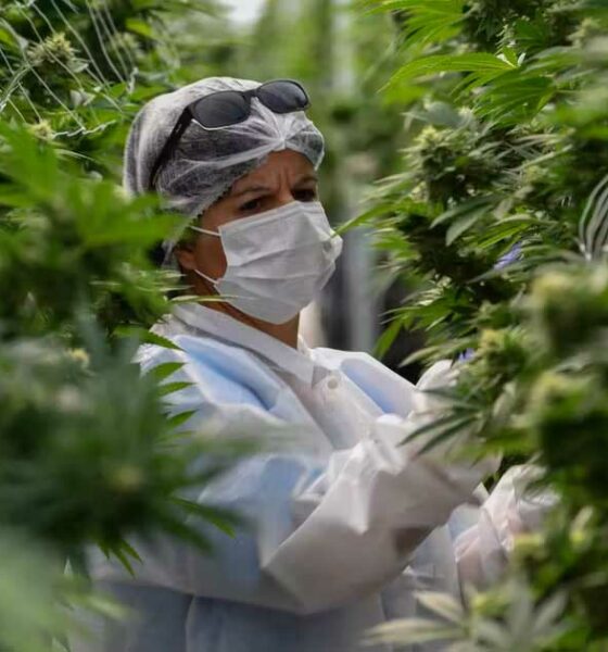 Mercado del cannabis legal en Uruguay en 2025