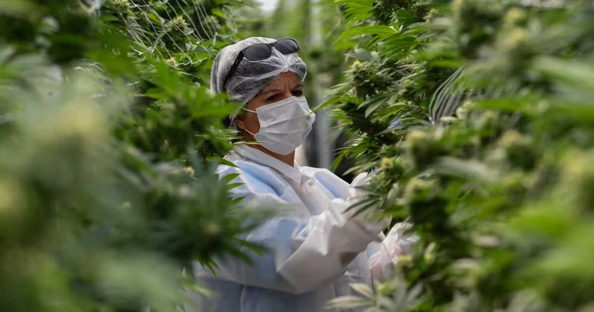 Mercado del cannabis legal en Uruguay en 2025