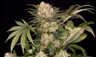 AK-47 de la Granja de Barney