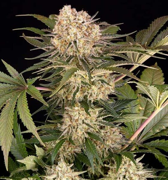 AK-47 de la Granja de Barney