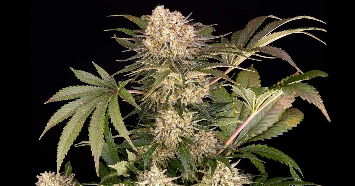 AK-47 de la Granja de Barney