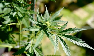 Calendario para el cannabis medicinal en Francia