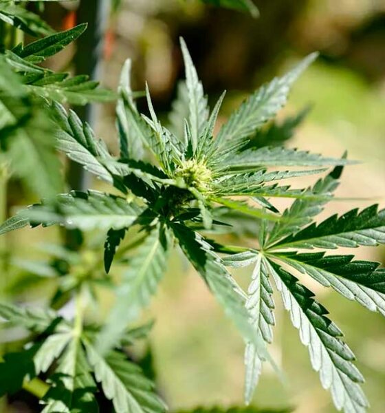 Calendario para el cannabis medicinal en Francia