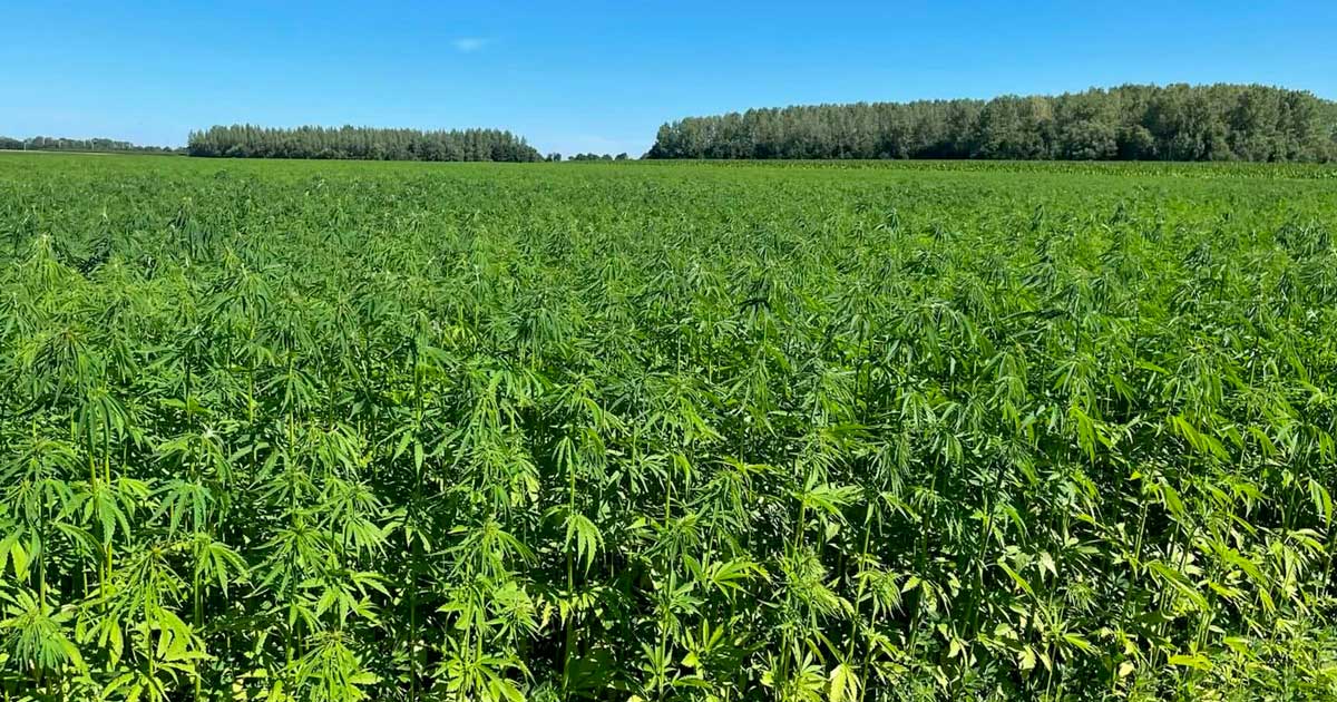 El cáñamo en Europa