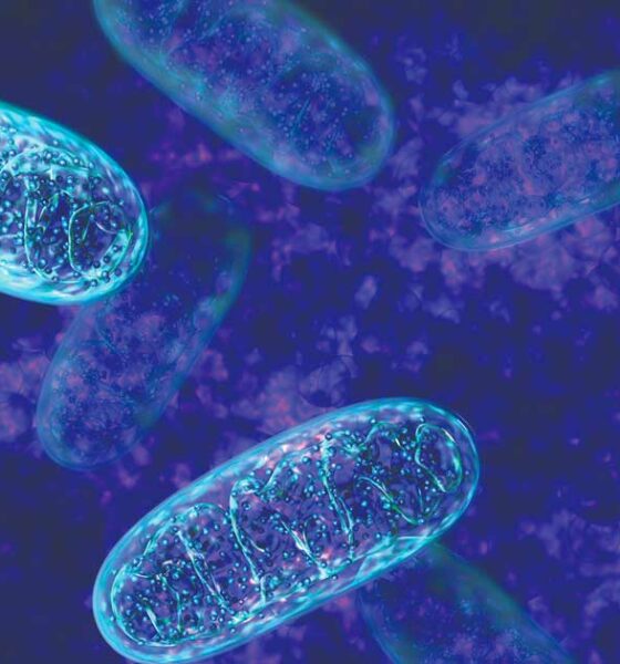 El CBD y su acción sobre las mitocondrias