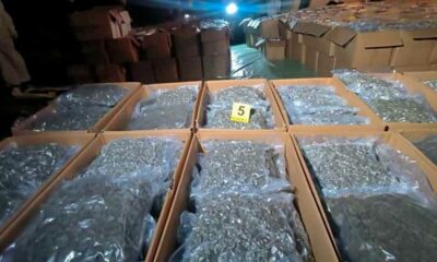 Incautaciones de cannabis medicinal en el norte de Macedonia