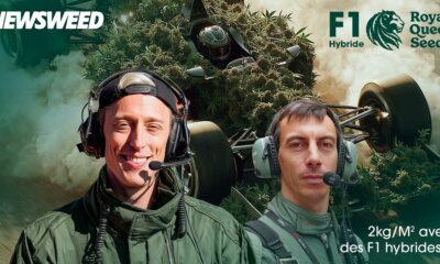 Híbrido F1 de Royal Queen Seeds