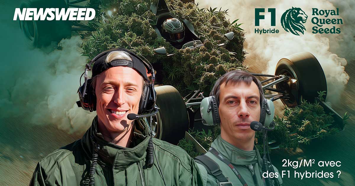 Híbrido F1 de Royal Queen Seeds