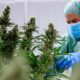 Reembolso del cannabis medicinal en Francia