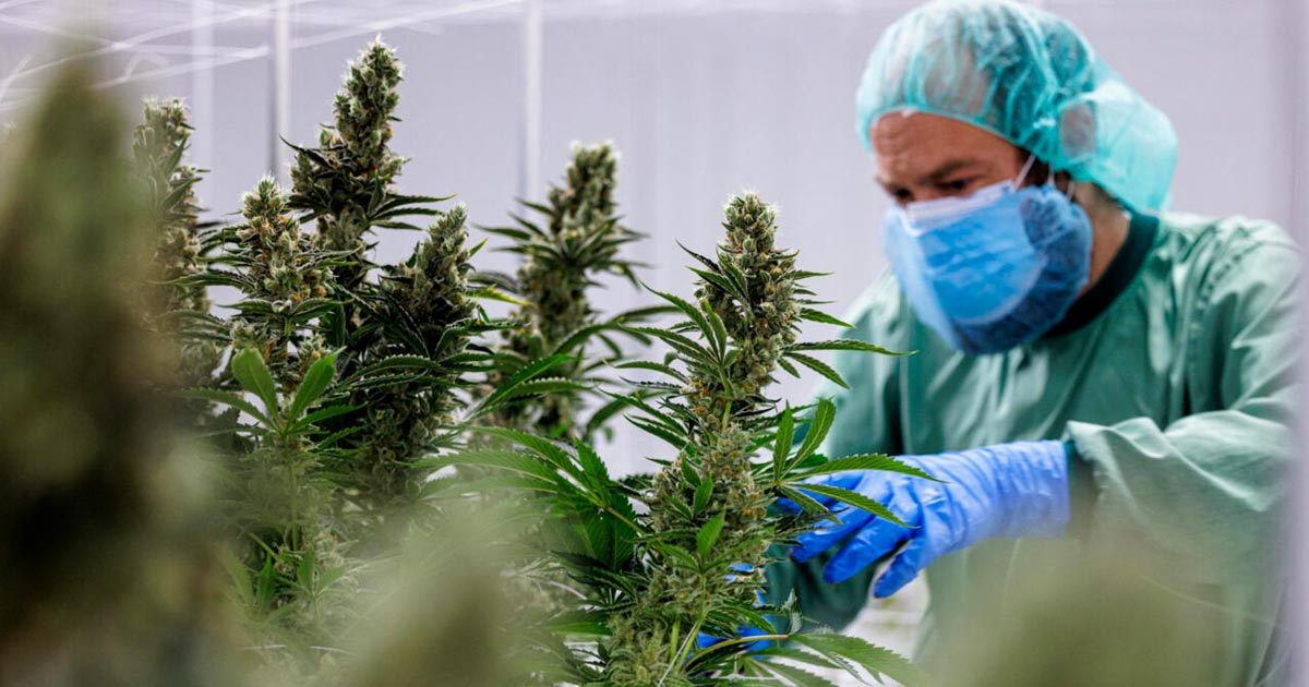 Reembolso del cannabis medicinal en Francia