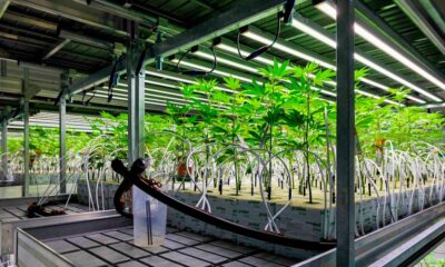 Cannabis medicinal en Alemania en 2025