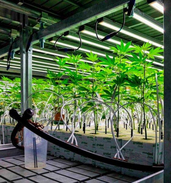 Cannabis medicinal en Alemania en 2025