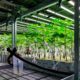 Cannabis medicinal en Alemania en 2025