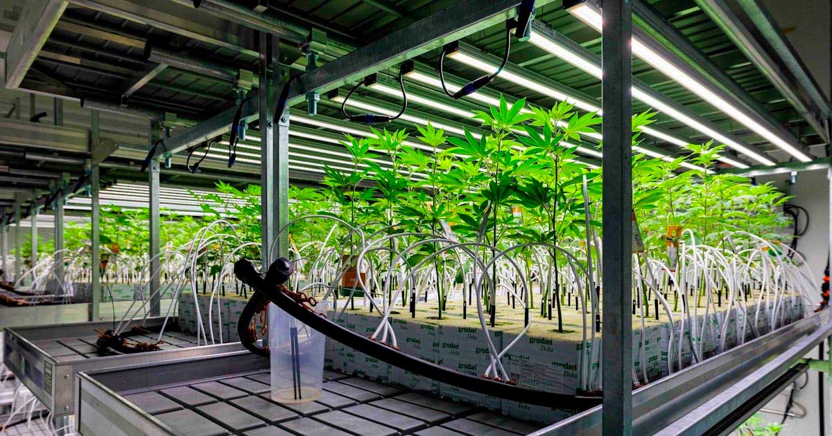 Cannabis medicinal en Alemania en 2025