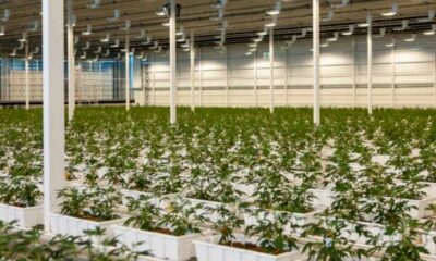 Aurora Cannabis medicinal