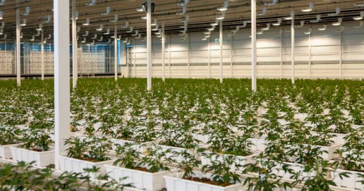 Aurora Cannabis medicinal