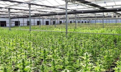 Demanda de cannabis medicinal en Nueva Zelanda