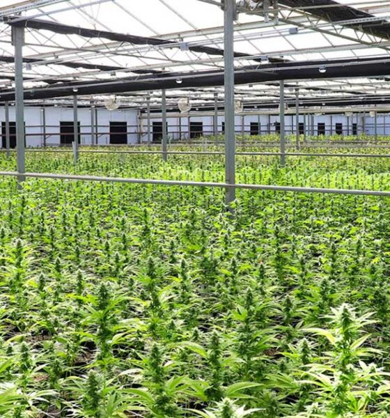 Demanda de cannabis medicinal en Nueva Zelanda