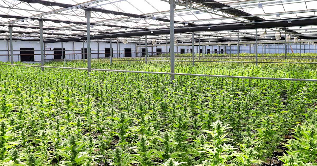 Demanda de cannabis medicinal en Nueva Zelanda