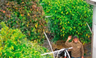 ¿Es innecesaria la fase vegetativa del cannabis?