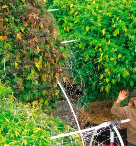¿Es innecesaria la fase vegetativa del cannabis?