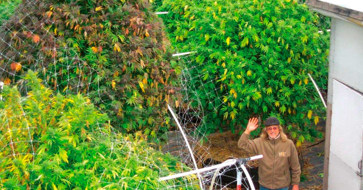 ¿Es innecesaria la fase vegetativa del cannabis?