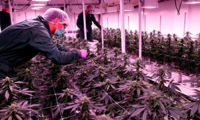 Licencias de cannabis en Macedonia del Norte