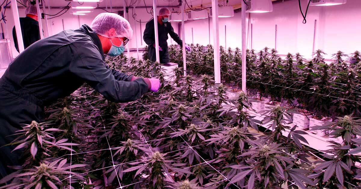 Licencias de cannabis en Macedonia del Norte