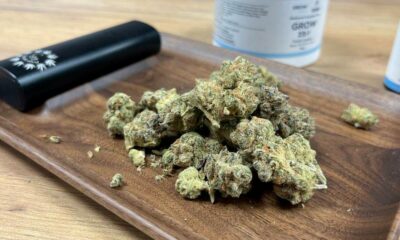 El programa de cannabis medicinal fracasa en Irlanda