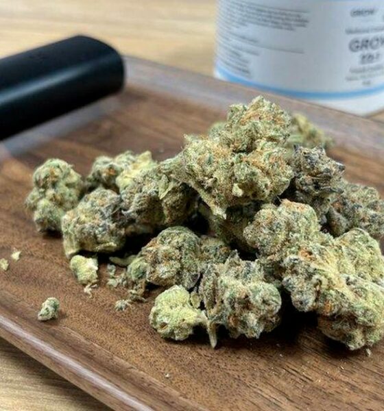 El programa de cannabis medicinal fracasa en Irlanda