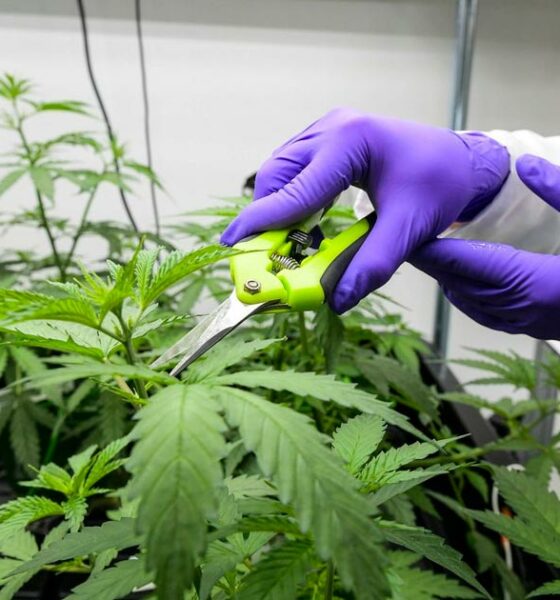 El cannabis medicinal, legal en Francia