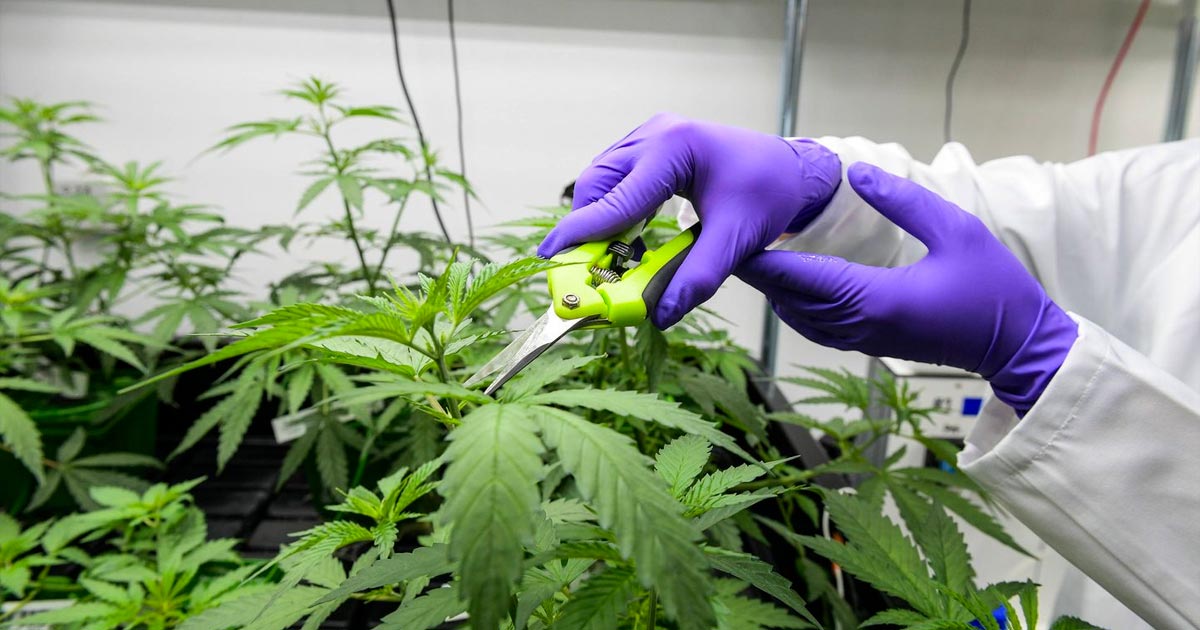 El cannabis medicinal, legal en Francia