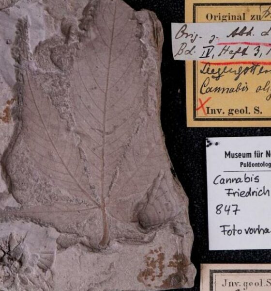 Cannabis fósil