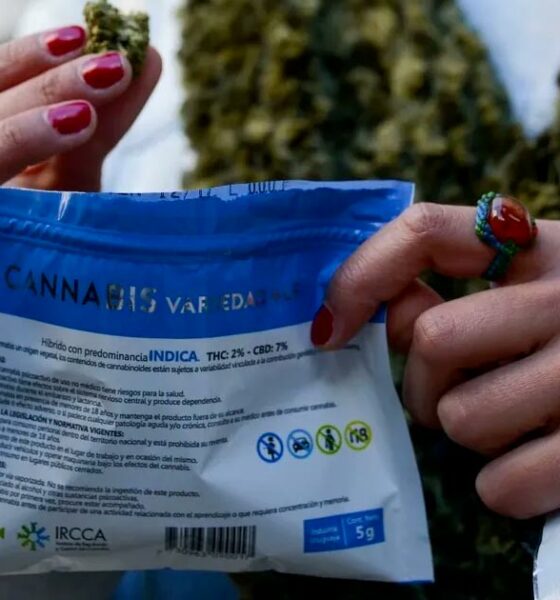 Mercado gris del cannabis en Uruguay