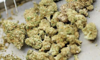 Canadá sigue siendo el principal proveedor de cannabis medicinal de Alemania
