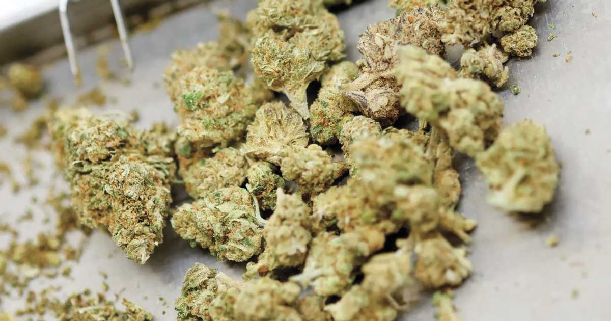 Canadá sigue siendo el principal proveedor de cannabis medicinal de Alemania